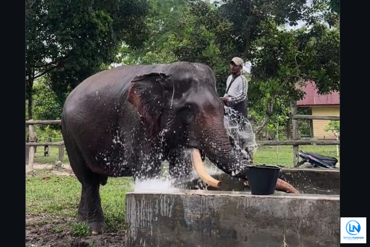 Gajah Sumatra Indro Mati di Tesso Nilo, Populasi Diperkirakan Tinggal 147 Ekor