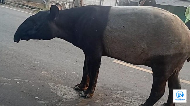 Tragis! Tapir Langka Tersesat ke Pemukiman Mesuji Lampung, Dijadikan Buruan dan Dimakan Warga