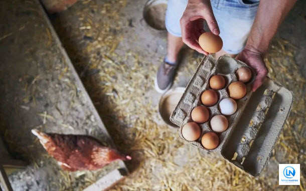 Kementan Tetapkan Harga Acuan Ayam Hidup Rp19.500/kg dan Telur Rp24.000/kg Mulai 15 Juli