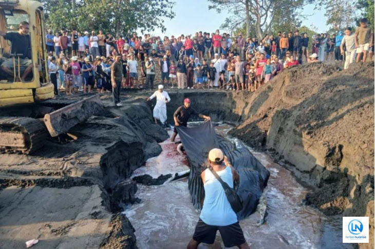 Paus Bungkuk Terdampar di Pantai Perancak Jembrana Bali, Warga dan Tim Gabungan Berupaya Selamatkan