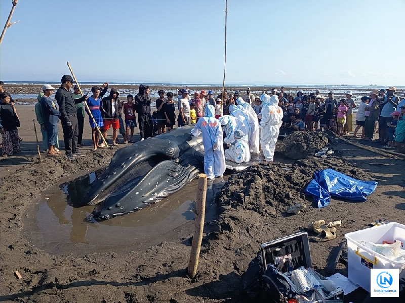 Paus Bungkuk Muda 7,7 Meter Terdampar di Pantai Jembrana Bali, Upaya Penyelamatan Berakhir Tragis