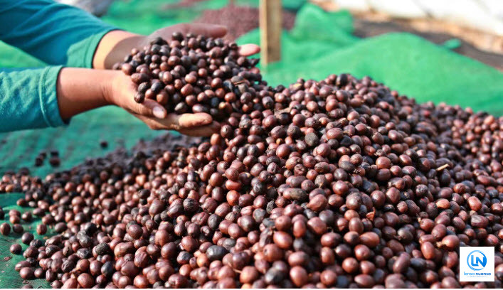 Kopi Indonesia Tembus Pasar China dan Maroko, Ekspor 38,4 Ton Bernilai Rp3,7 Miliar Dilepas