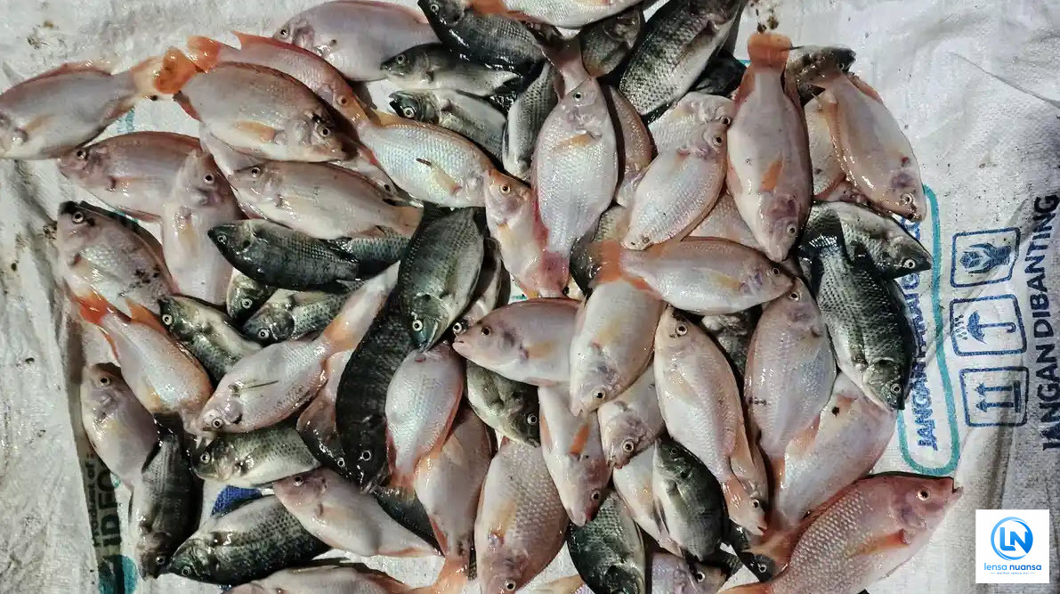 Listrik Padam Hampir Enam Jam di Kalsel, Ratusan Ikan Nila Bioflok Mati